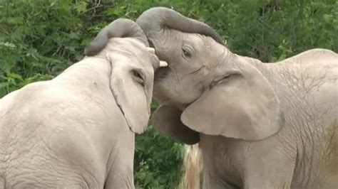 zoopor.|Milagro en California: dos crías de elefante nacen en menos de .